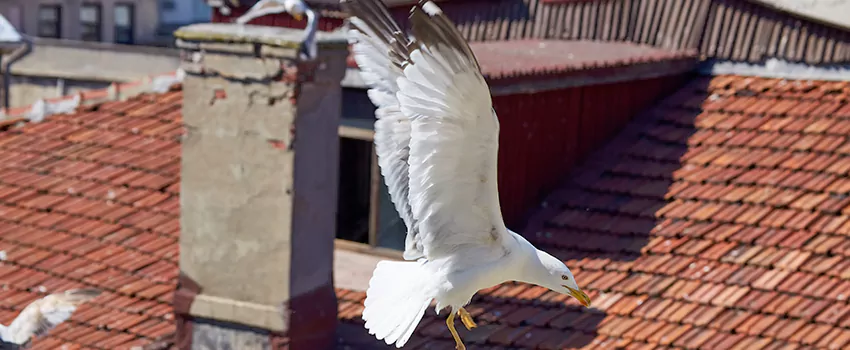 Residential Chimney Animal Removal Solution in Alhambra, CA